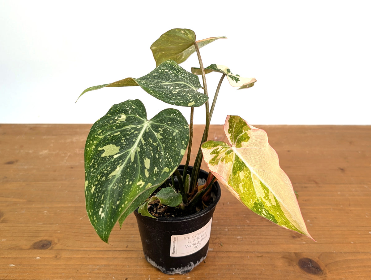 Philodendron Gloriosum Variegated Exact Plant #46D – Plantamani Plants