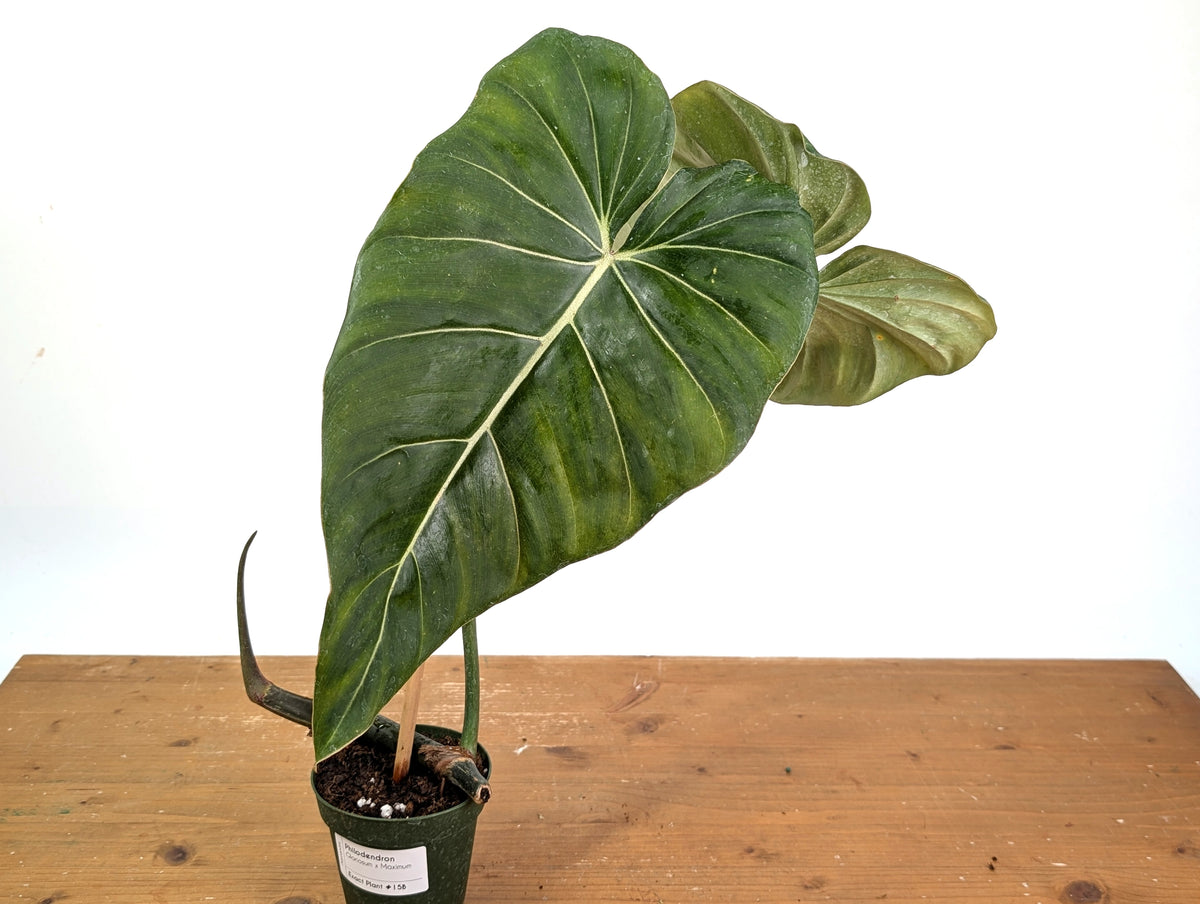 Philodendron Gloriosum x Maximum - Exact Plant #15B
