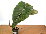 Philodendron Gloriosum x Maximum - Exact Plant #15B