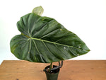 Philodendron Gloriosum x Maximum - Exact Plant #15B