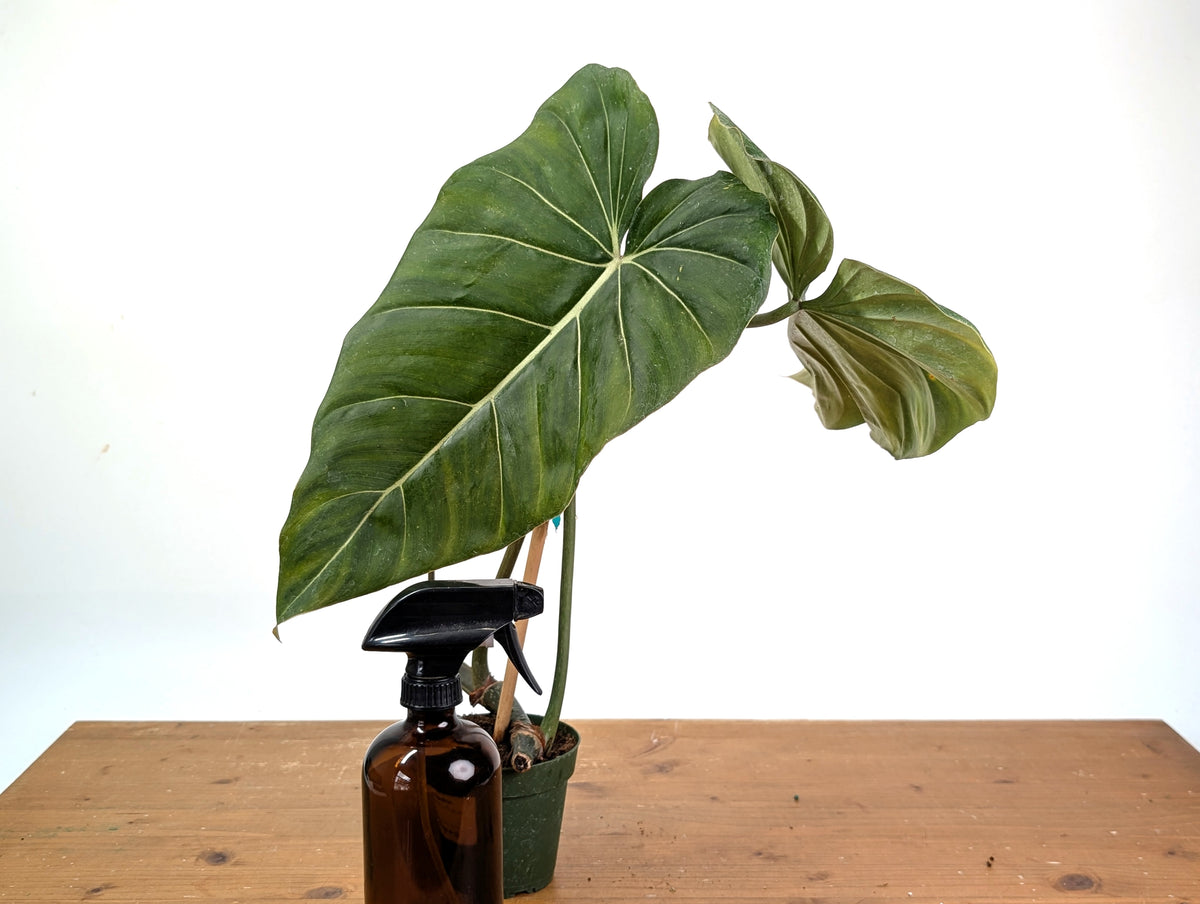 Philodendron Gloriosum x Maximum - Exact Plant #15B