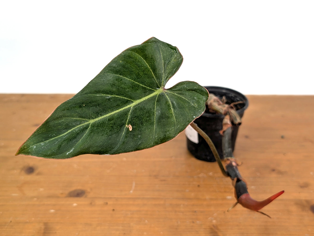 Philodendron Gloriosum x Maximum - Exact Plant #15C
