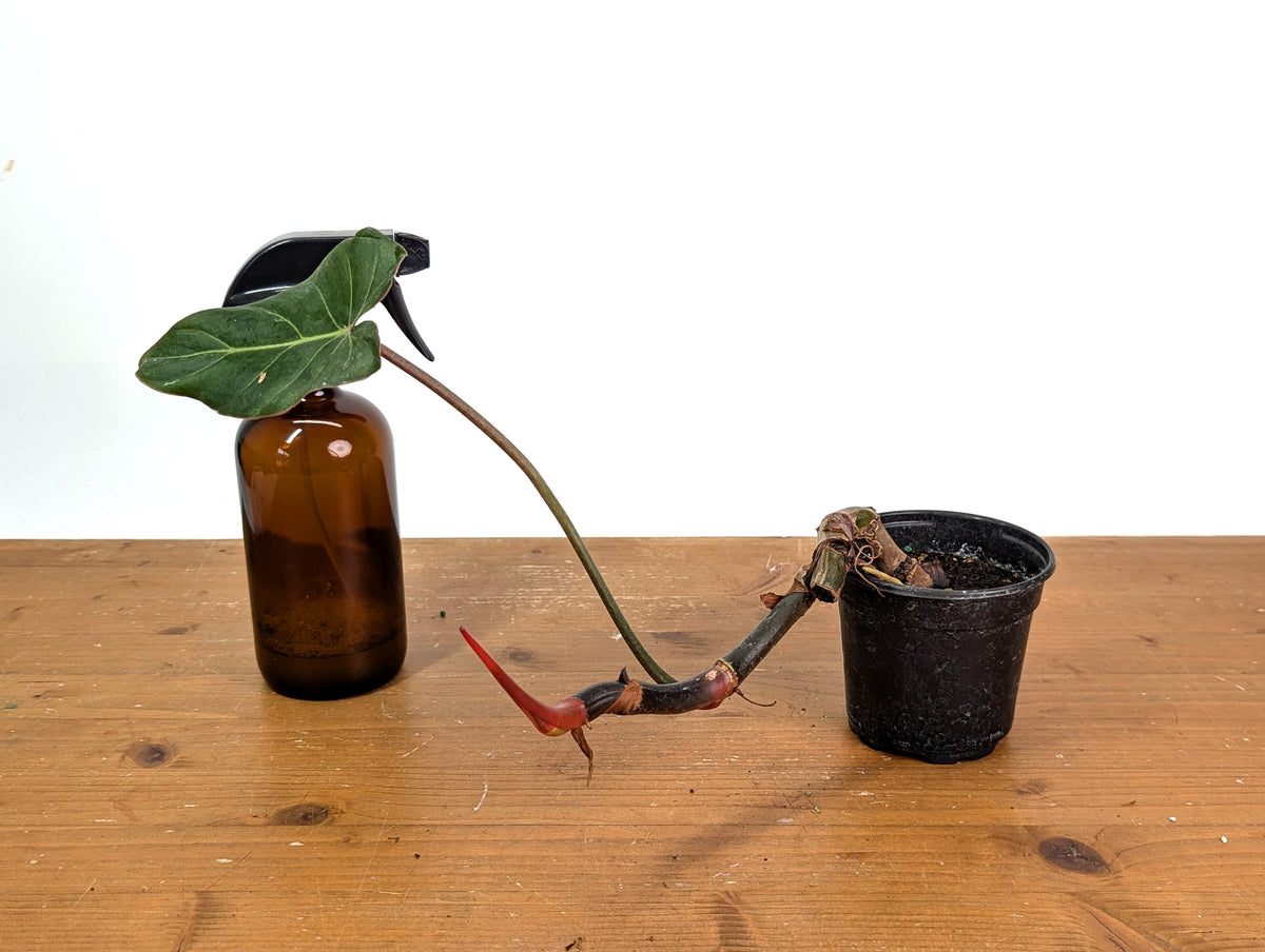 Philodendron Gloriosum x Maximum - Exact Plant #15C
