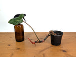 Philodendron Gloriosum x Maximum - Exact Plant #15C
