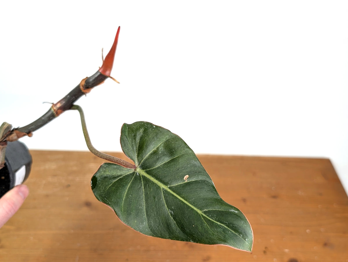 Philodendron Gloriosum x Maximum - Exact Plant #15C