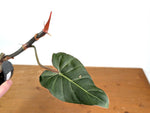 Philodendron Gloriosum x Maximum - Exact Plant #15C