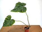 Philodendron Gloriosum x Maximum - Exact Plant #15D