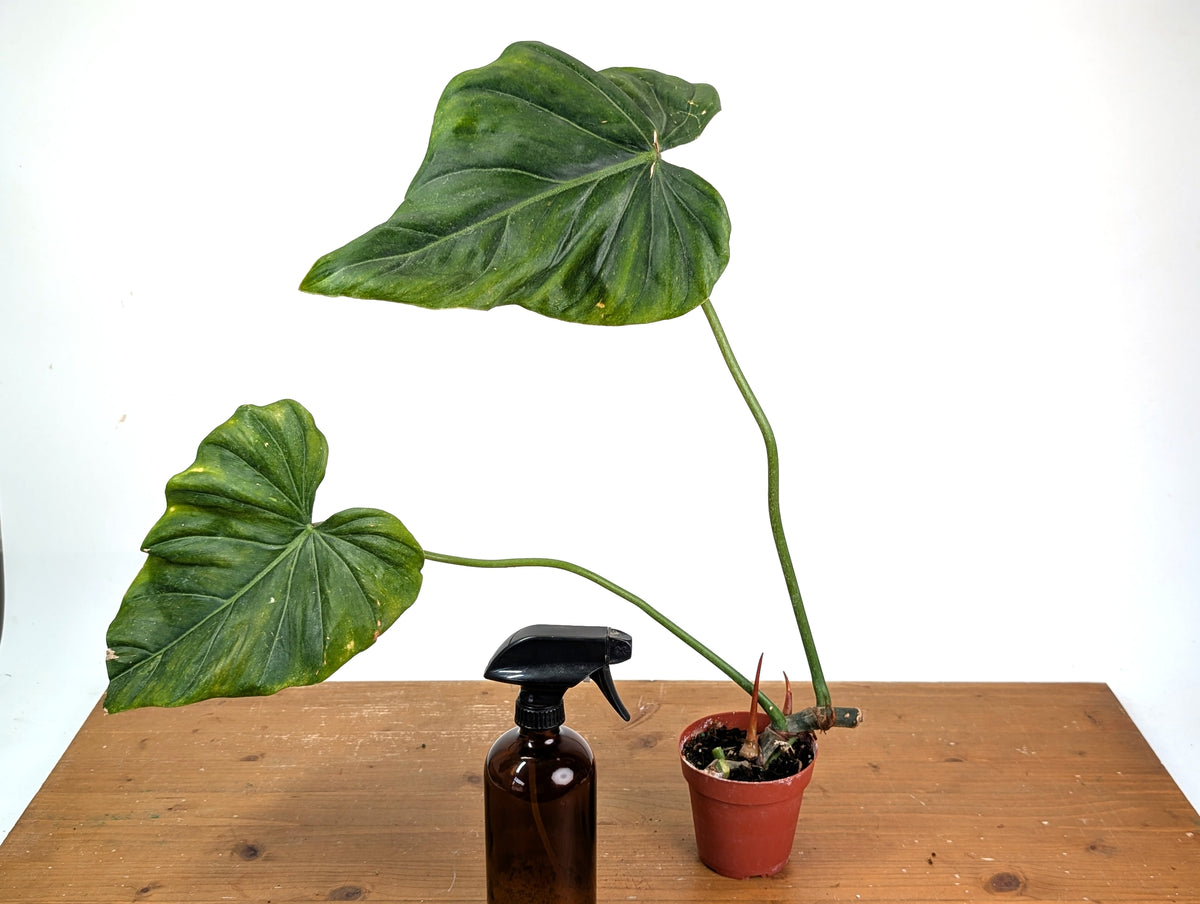 Philodendron Gloriosum x Maximum - Exact Plant #15D