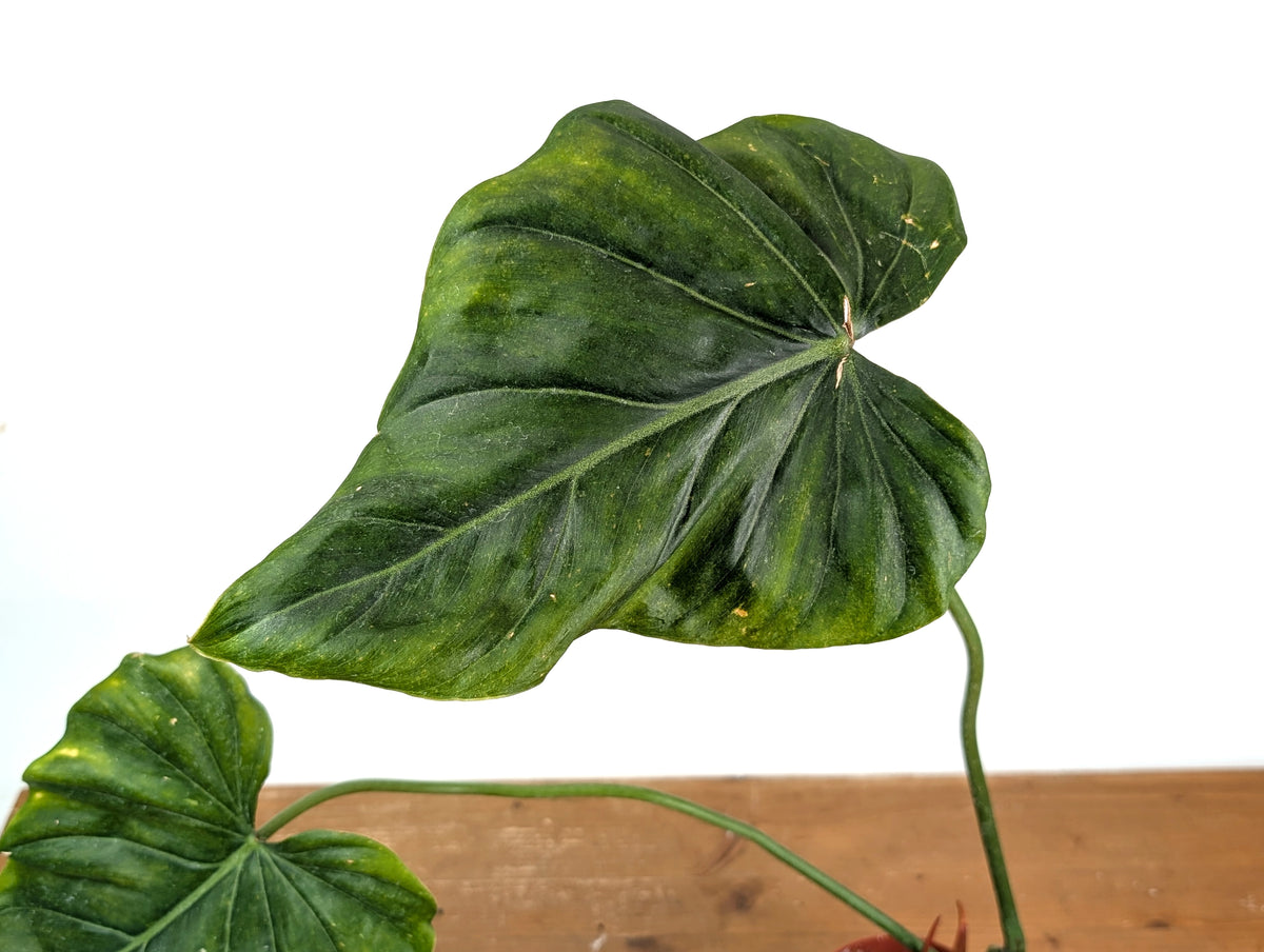 Philodendron Gloriosum x Maximum - Exact Plant #15D