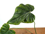 Philodendron Gloriosum x Maximum - Exact Plant #15D