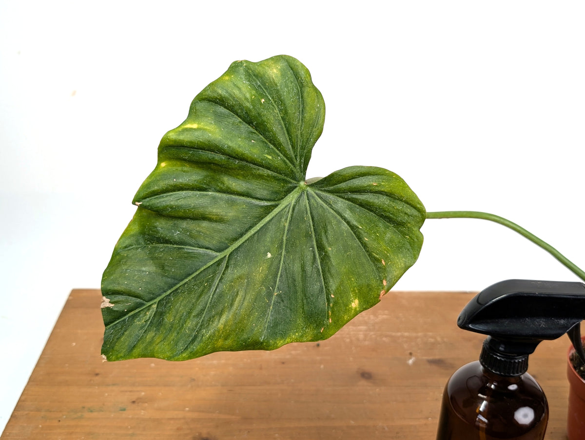 Philodendron Gloriosum x Maximum - Exact Plant #15D