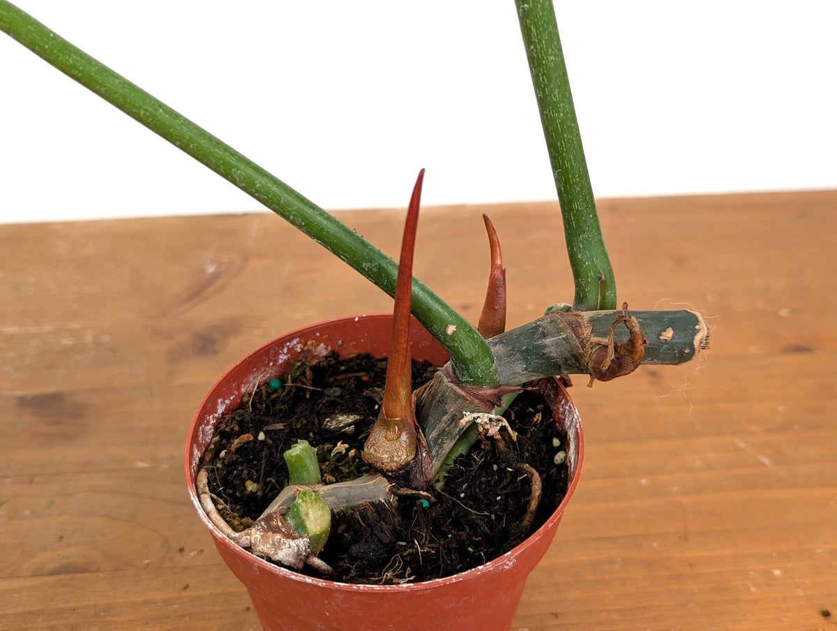 Philodendron Gloriosum x Maximum - Exact Plant #15D