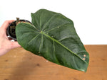 Philodendron Gloriosum x Maximum - Exact Plant #15E