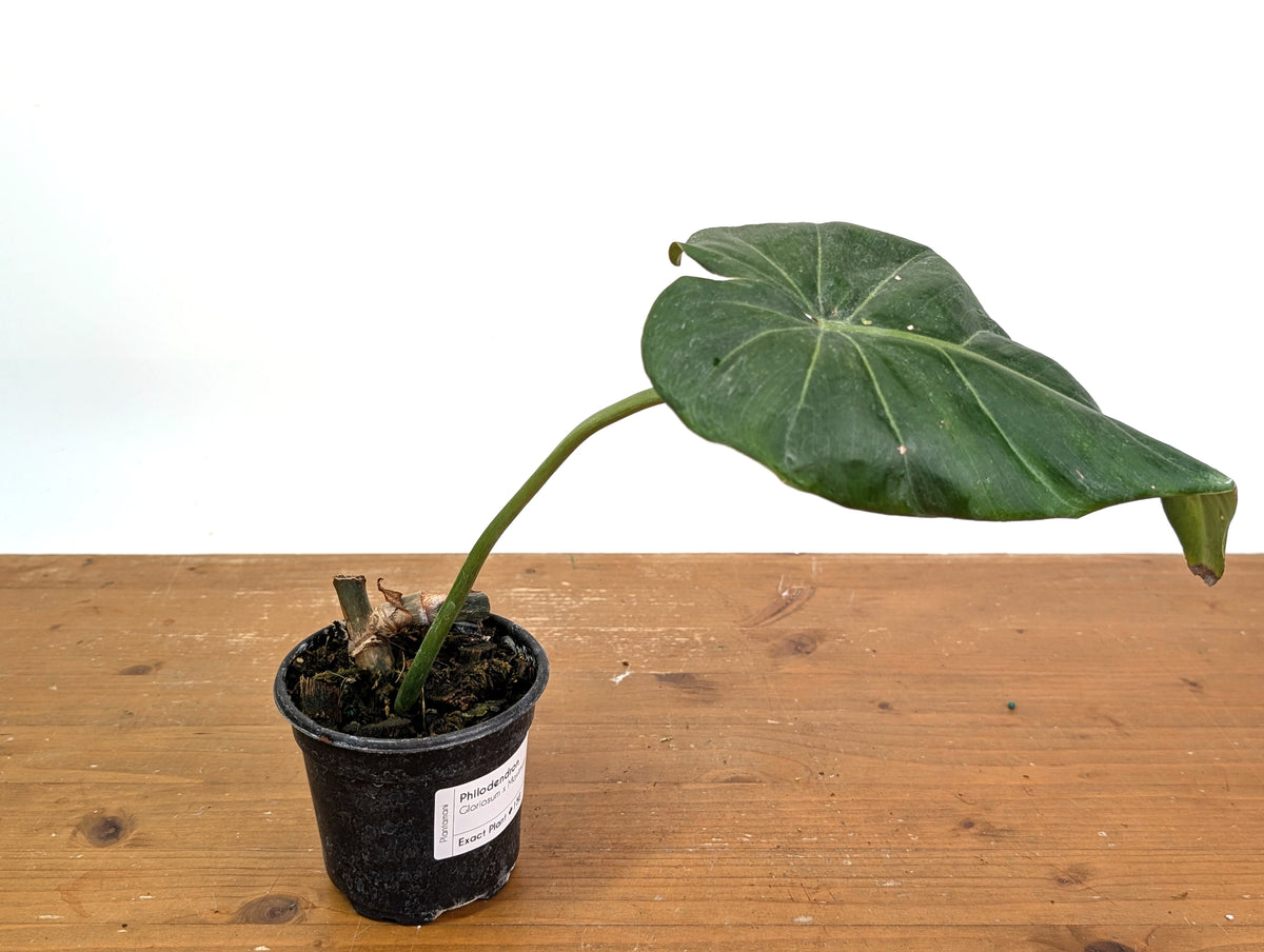Philodendron Gloriosum x Maximum - Exact Plant #15E
