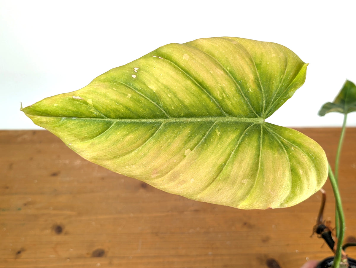 Philodendron Gloriosum x Maximum - Exact Plant #15F (Sun Stressed Variegated Leaf)