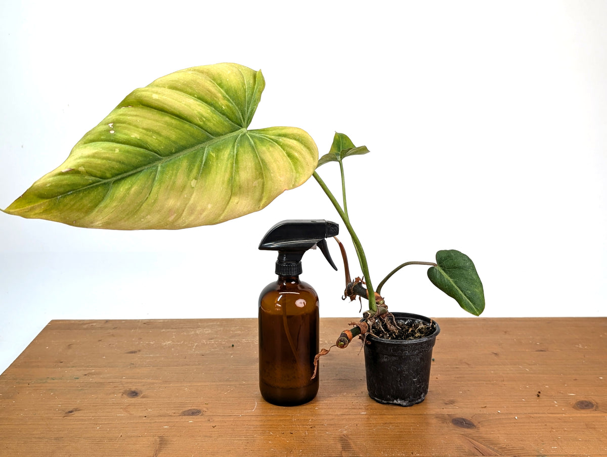 Philodendron Gloriosum x Maximum - Exact Plant #15F (Sun Stressed Variegated Leaf)