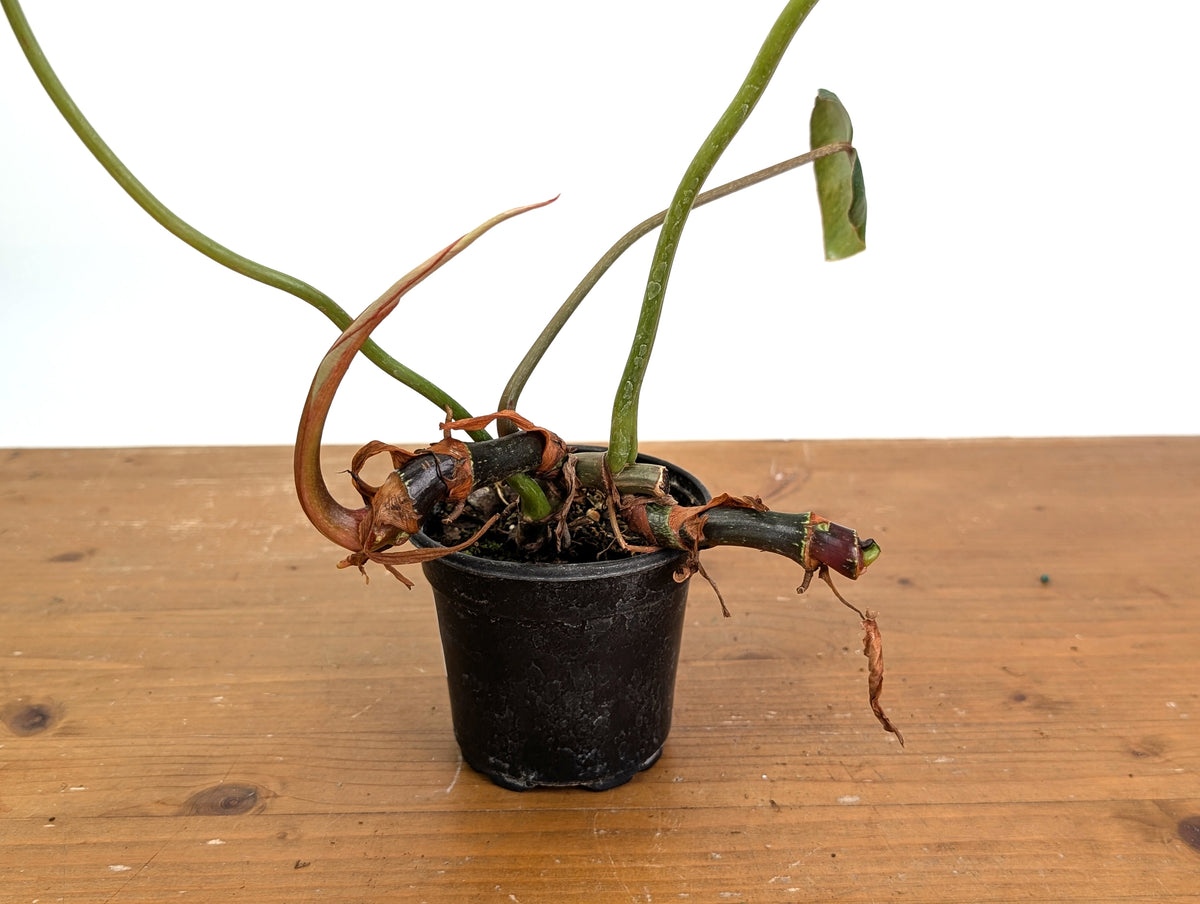 Philodendron Gloriosum x Maximum - Exact Plant #15F (Sun Stressed Variegated Leaf)
