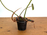 Philodendron Gloriosum x Maximum - Exact Plant #15F (Sun Stressed Variegated Leaf)