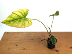 Philodendron Gloriosum x Maximum - Exact Plant #15F (Sun Stressed Variegated Leaf)