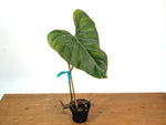 Philodendron Gloriosum x Maximum - Exact Plant #15G