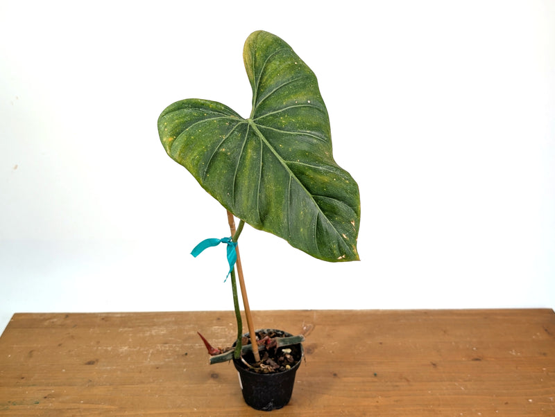Philodendron Gloriosum x Maximum - Exact Plant #15G