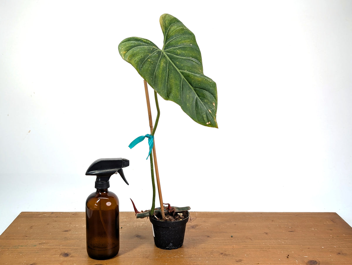 Philodendron Gloriosum x Maximum - Exact Plant #15G