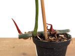 Philodendron Gloriosum x Maximum - Exact Plant #15G