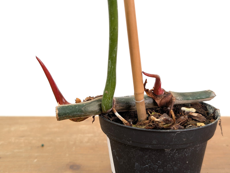 Philodendron Gloriosum x Maximum - Exact Plant #15G