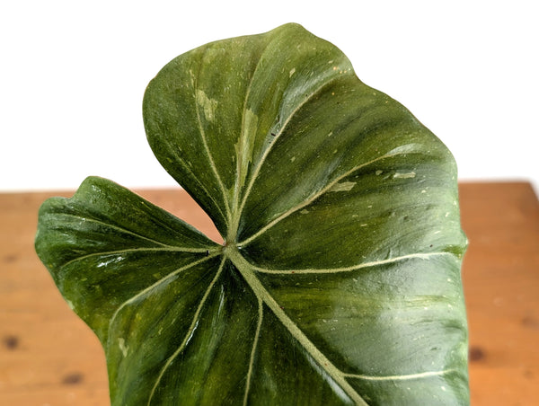Variegated Philodendron Gloriosum x Maximum - Exact Plant #15H