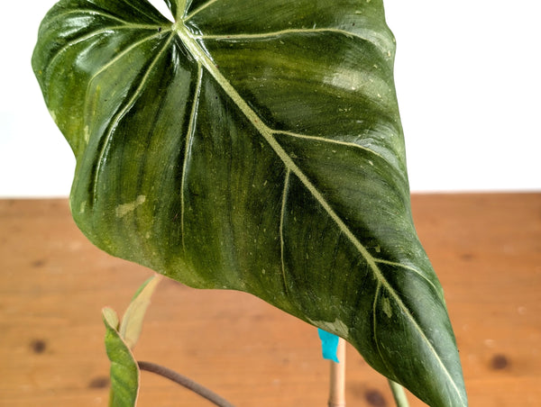 Variegated Philodendron Gloriosum x Maximum - Exact Plant #15H