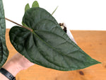Anthurium besseae × A. luxurians ('Amazon Diamond')