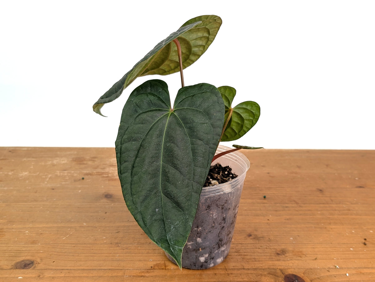 Anthurium besseae × A. luxurians ('Amazon Diamond')