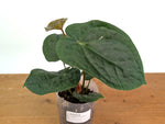 Anthurium Forgetii x Luxurians