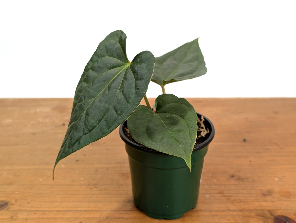 Anthurium Raven Soul (A. crystallinum x luxurians)