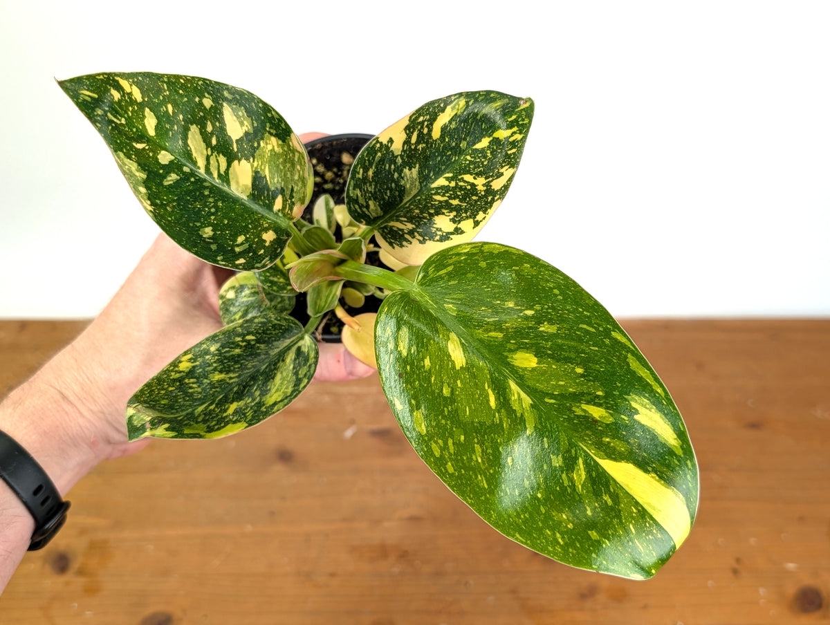 Philodendron Green Congo Variegated