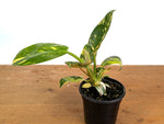 Philodendron Green Congo Variegated