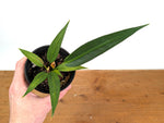 Anthurium Wendlingeri