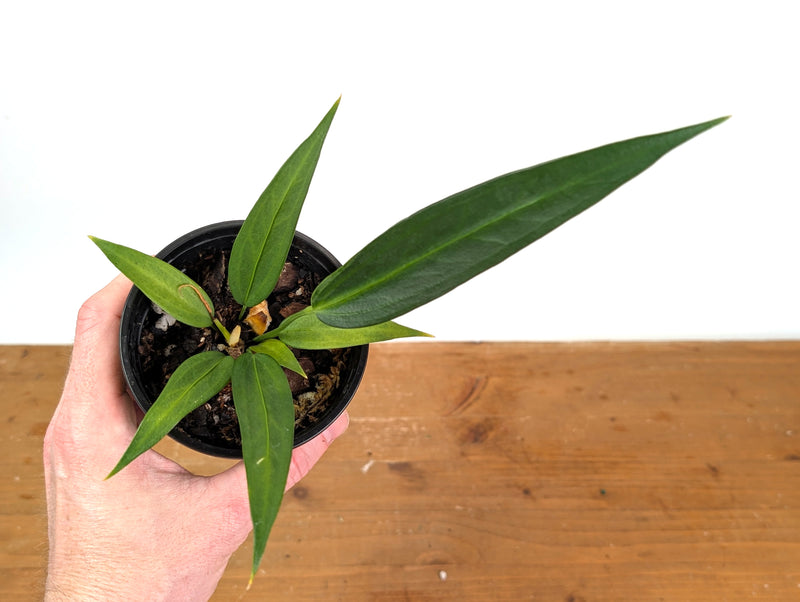 Anthurium Wendlingeri