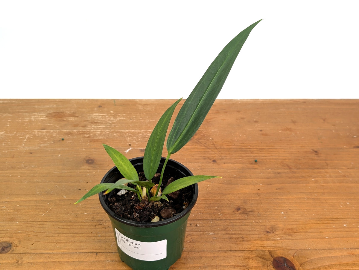 Anthurium Wendlingeri