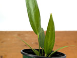 Anthurium Wendlingeri