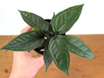 Anthurium Kunthii