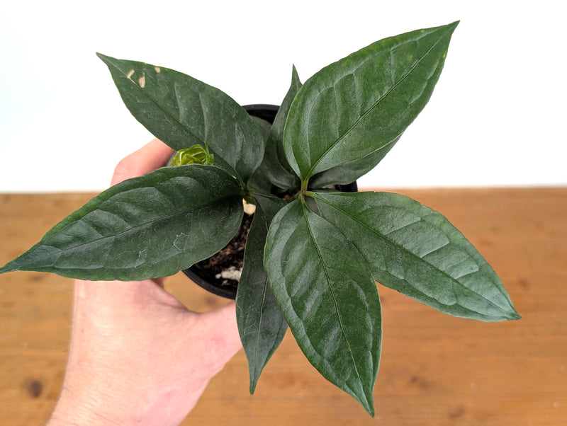 Anthurium Kunthii