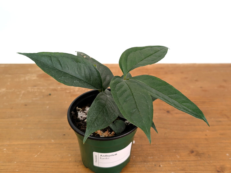Anthurium Kunthii