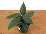 Anthurium Kunthii