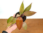 Philodendron Persimmon Princess