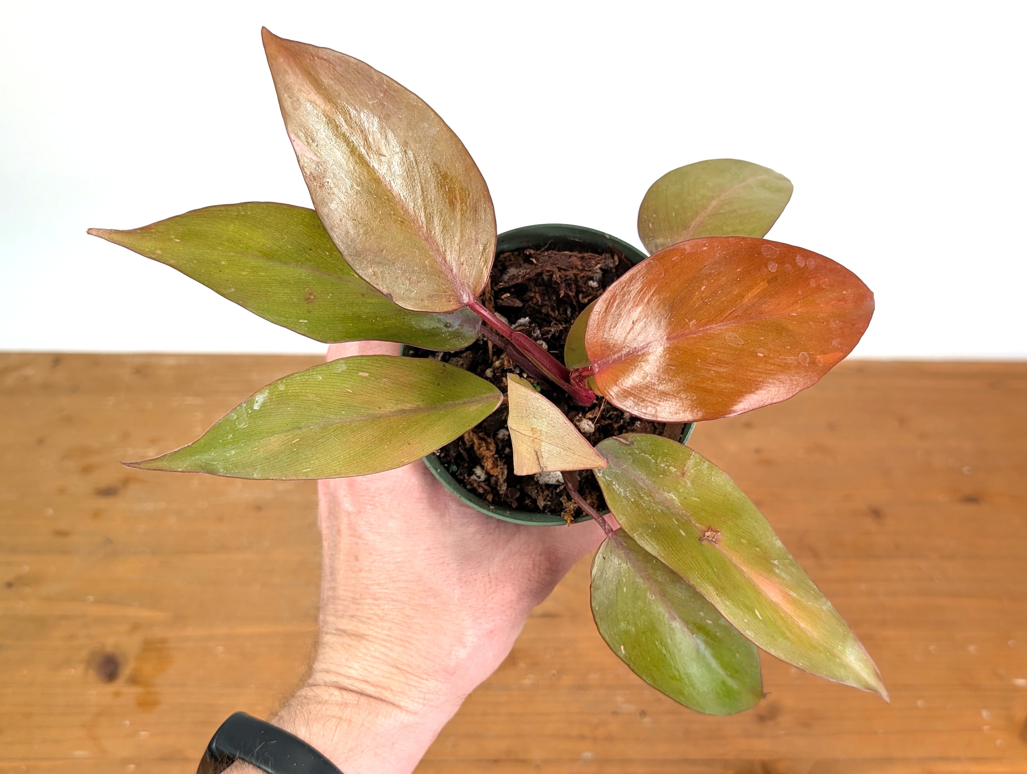 Philodendron Persimmon Princess – Plantamani Plants