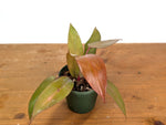 Philodendron Persimmon Princess