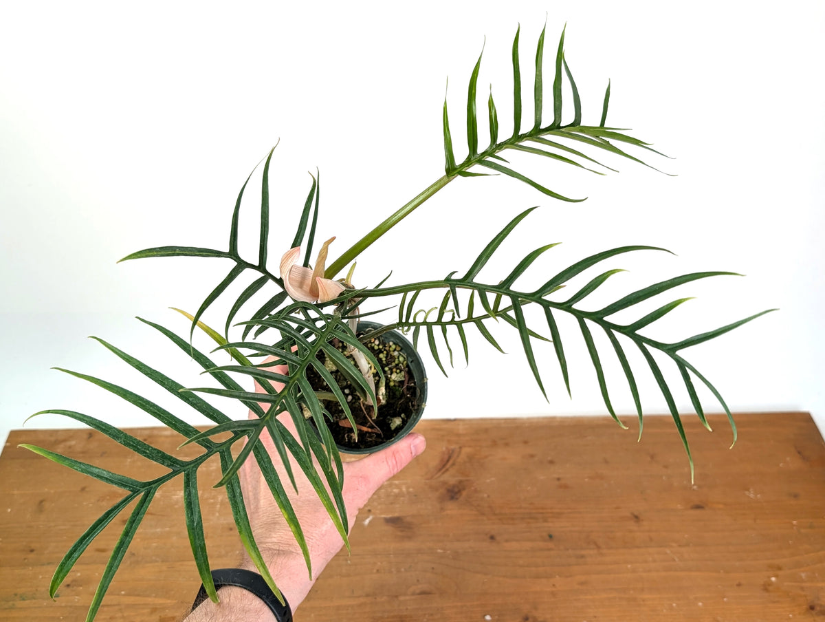 Philodendron Tortum