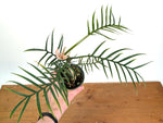 Philodendron Tortum