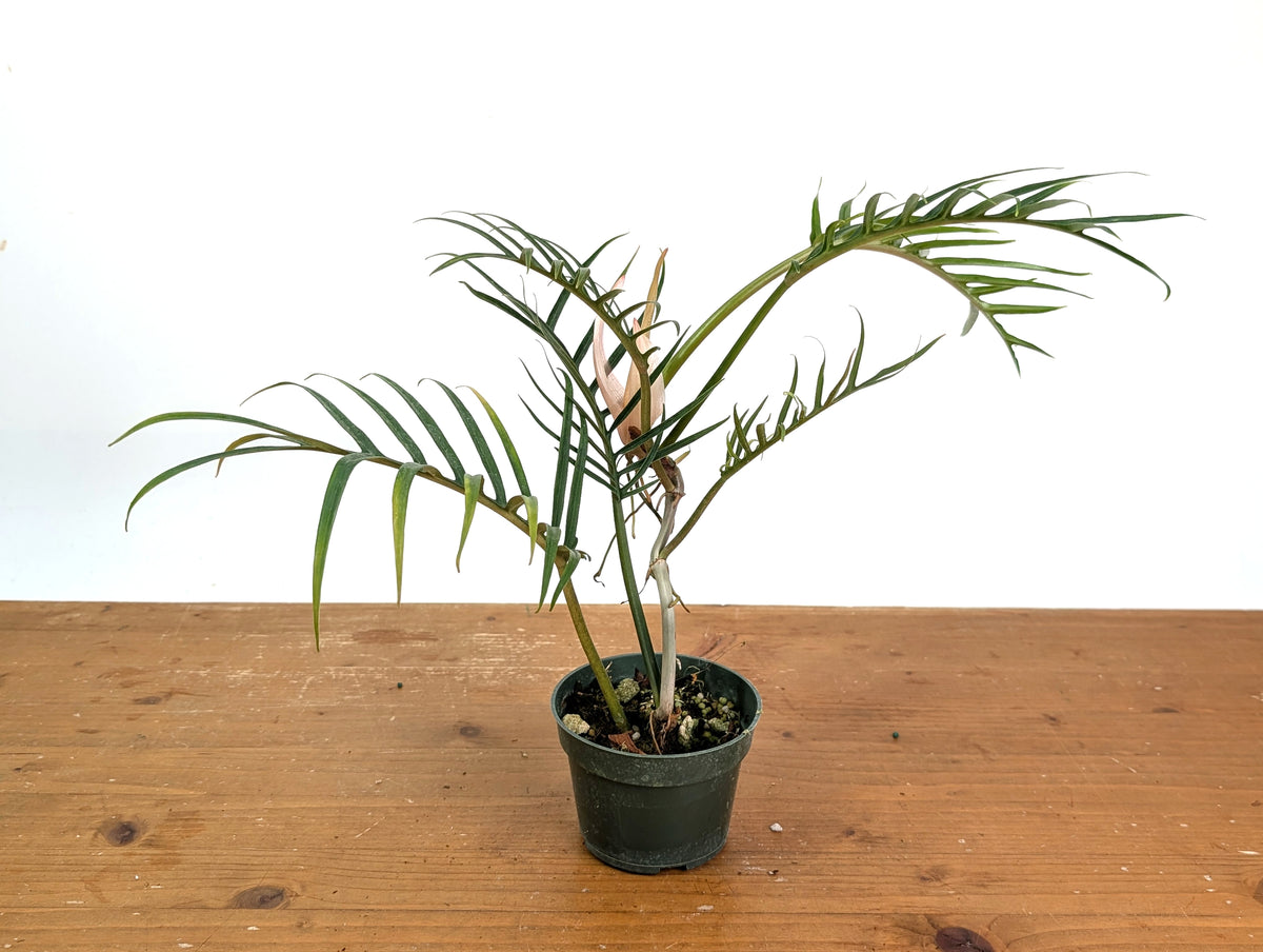 Philodendron Tortum